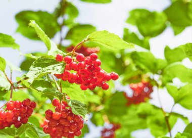 Viburnum ripened on the bushes.