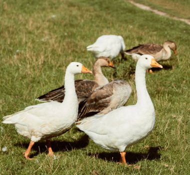 Evcil kaz çayırı. Çimenlerdeki kazlar, evcil kuşlar.