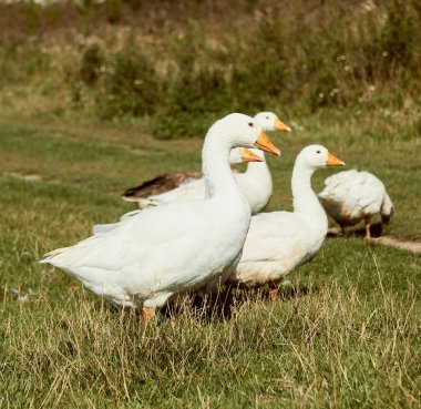 Evcil kaz çayırı. Çimenlerdeki kazlar, evcil kuşlar.