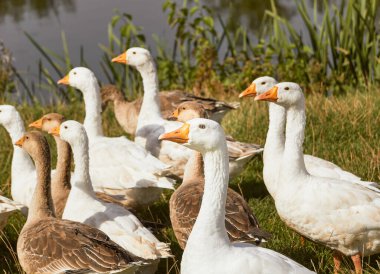 Evcil kaz çayırı. Çimenlerdeki kazlar, evcil kuşlar.