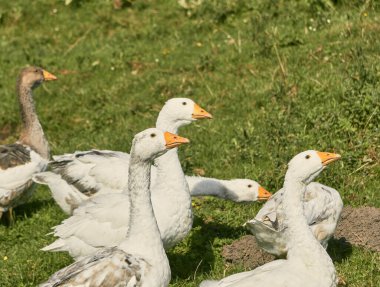 Evcil kaz çayırı. Çimenlerdeki kazlar, evcil kuşlar.