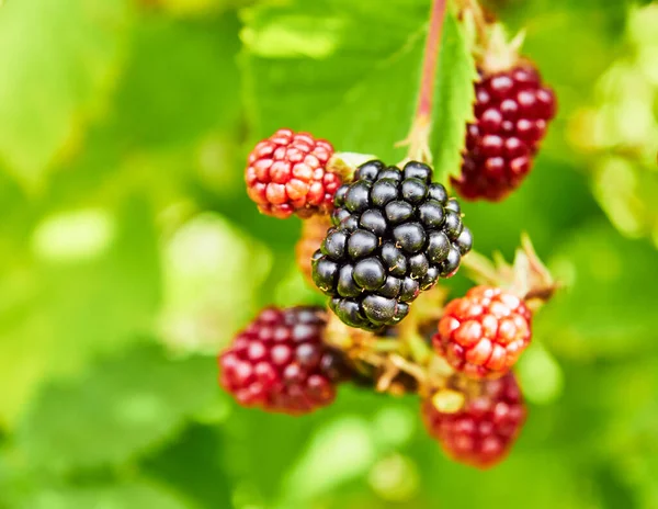 stock image Blackberry berries on a branch. Group of dark and red blackberry berries.