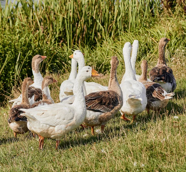 Domestic Geese Meadow Geese Grass Domestic Bird — Stock Photo, Image