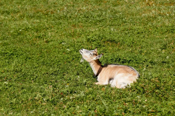 Goat Lying Grass — Stock Photo, Image
