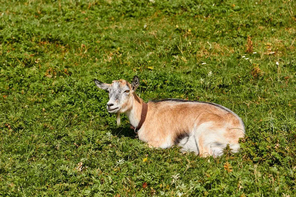 Ziege Liegt Auf Dem Gras — Stockfoto