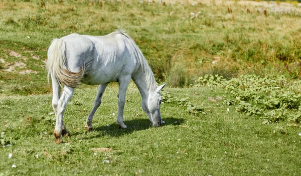 Horse Grazes Meadow Beautiful Domestic Horse — Stock Photo, Image