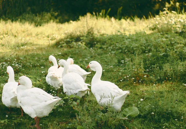 Hausgänse Wiese Gänse Gras Hausvögel — Stockfoto