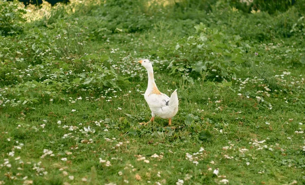 Eend Gras Een Mooie Vogel Eend — Stockfoto