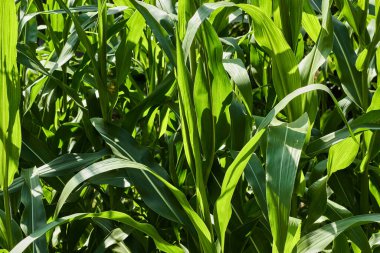 Mısır yaprağı. Yeşil mısır yapraklarının arkaplanı.