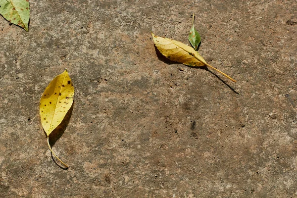Beton Yüzeyde Düşen Sonbahar Yaprakları — Stok fotoğraf