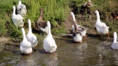 Kazlar sudan kıyıya çıkar..