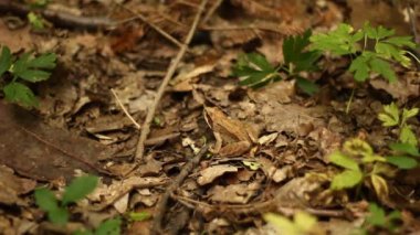 Tür Göleti Kurbağası Rana Dalmatina