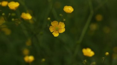 Ürkütücü Buttercup. Baharda sarı düğün çiçekleri. 