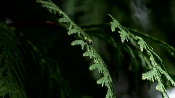 Туджа Бранч Зеленый Туя Раскачивается Ветру Вечнозеленые Растения — стоковое видео