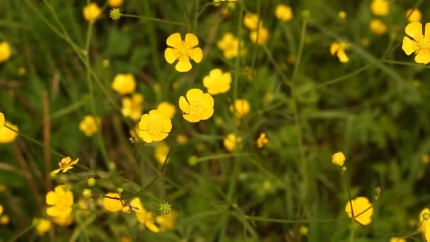 バターカップのクリーピング 春の黄色い蝶の花 — ストック動画