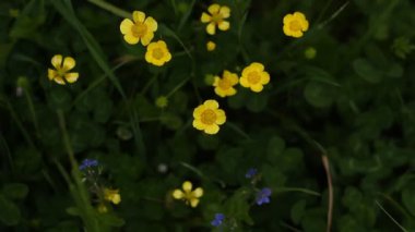 Ürkütücü Buttercup. Baharda sarı düğün çiçekleri. 