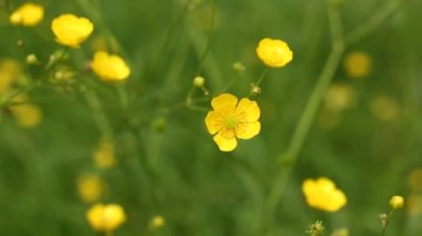 Ürkütücü Buttercup. Baharda sarı düğün çiçekleri. 