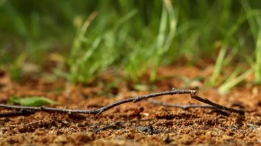 Ağacın küçük bir dalı çimlerin ortasında yerde yatıyor..