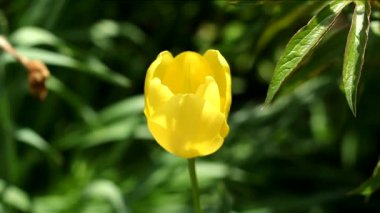 Sarı lale rüzgarda sallanıyor. Doğal yeşil arkaplan.