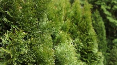 Thuja çalıları rüzgarda sallanıyor.. 