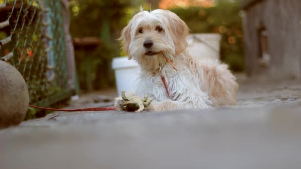 Hond Ziet Belachelijk Attent Grappig Uit Mond Van Hond Zit — Stockvideo