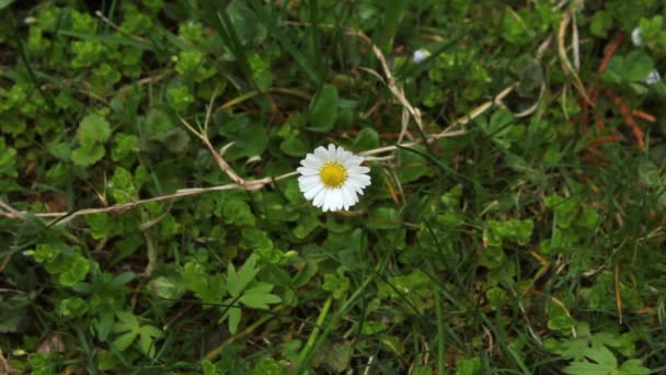 Heřmánkové Květy Matricaria Malé Sedmikrásky Houpají Větru — Stock video