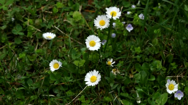 Heřmánkové Květy Matricaria Malé Sedmikrásky Houpají Větru — Stock video