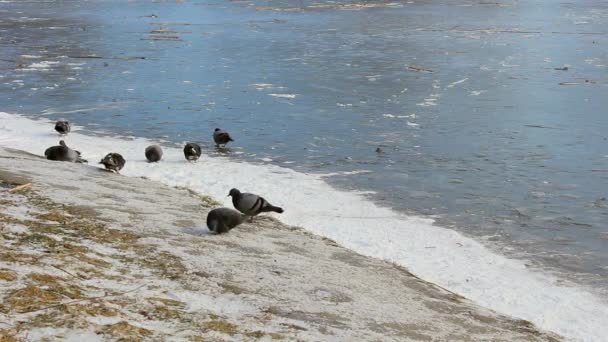 凍った湖のほとりの鳩 — ストック動画