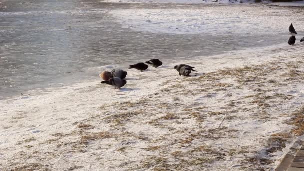 얼어붙은 호수의해 비둘기 — 비디오