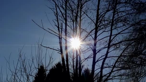 Promienie Słońca Słońca Środku Gałęzi Drzew Liściastych — Wideo stockowe