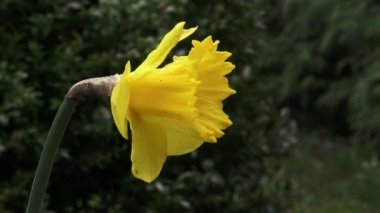 Bir sarı narsis çiçeği (Narcissus Pseudonarcissus).