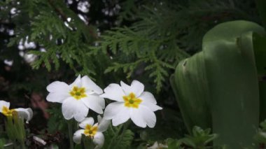 Primula vulgaris beyaz çiçek. Beyaz çiçekli çuha çiçeği.