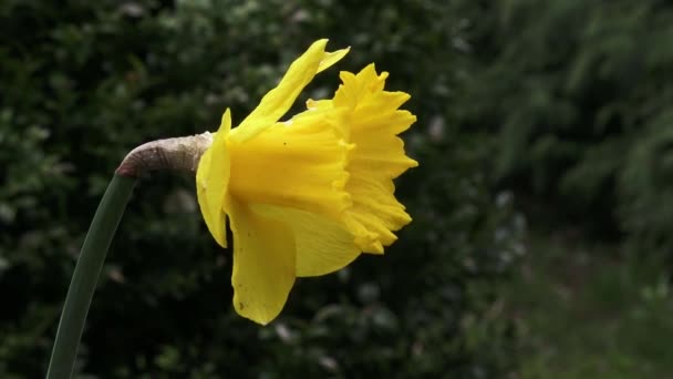 Jeden Żółty Kwiat Narcyza Narcyz Pseudonarcyz — Wideo stockowe