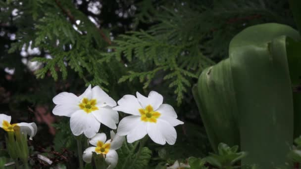 Primula Vulgaris Biały Kwiat Pierwiosnek Kwitnący Biały — Wideo stockowe