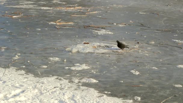 Один Голубь Замёрзшем Озере — стоковое видео