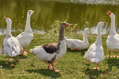 Evcil kaz çayırı. Çimenlerdeki kazlar, evcil kuşlar.