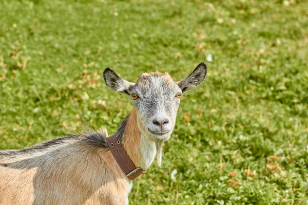 Schönes Gesicht Einer Ziege Grüner Gras Hintergrund — Stockfoto