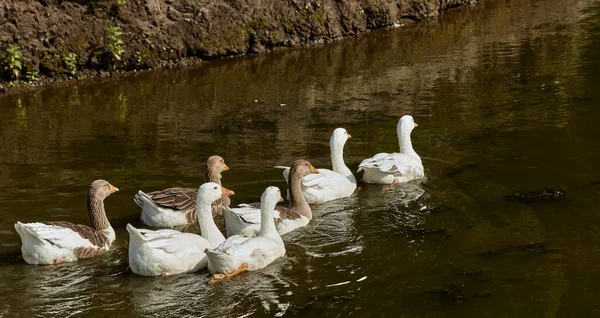 Gänse Schwimmen Eine Gruppe Gänse Wasser Wasservögel Schwimmen See — Stockfoto