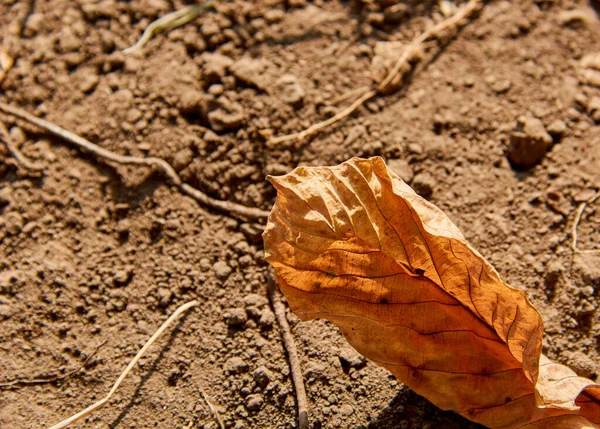 Оранжевый Осенний Лист Земле — стоковое фото