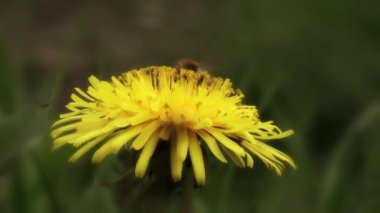 Sarı karahindiba çiçeği esintide