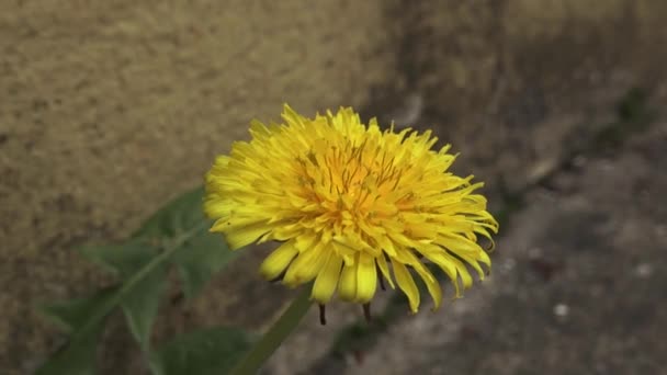 Żółty Kwiat Mniszka Lekarskiego Wietrze — Wideo stockowe
