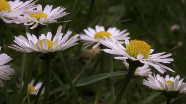 Floare Muşeţel Înfloreşte Floare Frumoasă Mușețelul Natură Naturală Îndepărtează Vânt — Videoclip de stoc