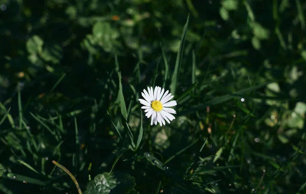 Красиві Маленькі Ромашкові Квіти Влітку — стокове фото