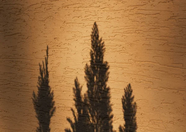Тень Туджи Оранжевой Стене — стоковое фото