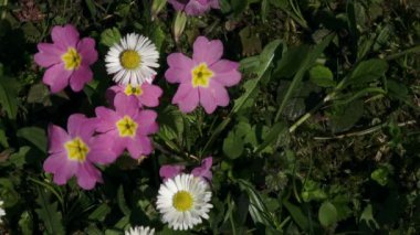 Papatya çiçekleri ve Primula Çuha Çiçeği.