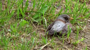 Ardıç kuşu Turdus Pilaris. Nazik Muscicapidae Passeriformes. Turdus kuşunun çalılıklardaki sütunları..