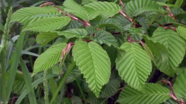 Hornbeam, Carpinus Betulus 'u terk ediyor. Genel korna ışını.