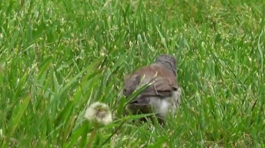 Ardıç kuşu Turdus Pilaris. Nazik Muscicapidae Passeriformes. Turdus kuşunun çalılıklardaki sütunları..