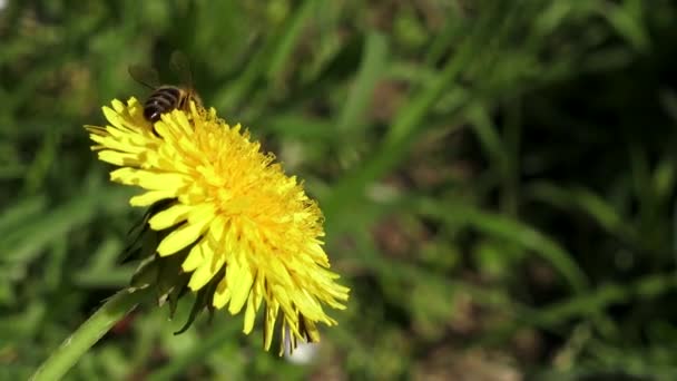 Pszczoła Żółte Mniszki Pszczoła Zbierająca Nektar Pszczoła Żółty Kwiat — Wideo stockowe