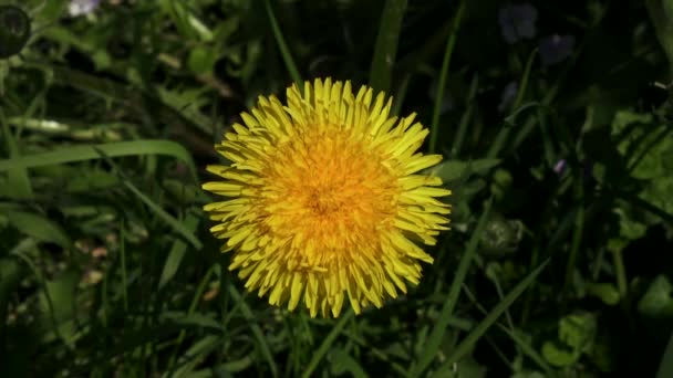 Sarı Karahindiba Çiçeği Esintide — Stok video